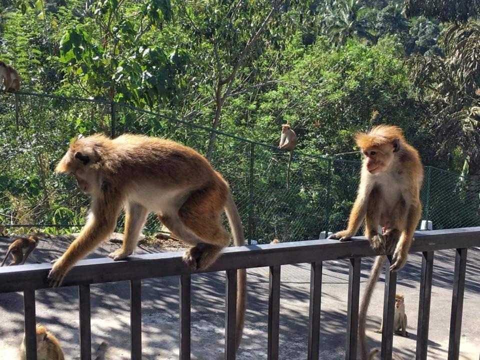 The Grand Hills Bed and Breakfast Kandy Exteriör bild
