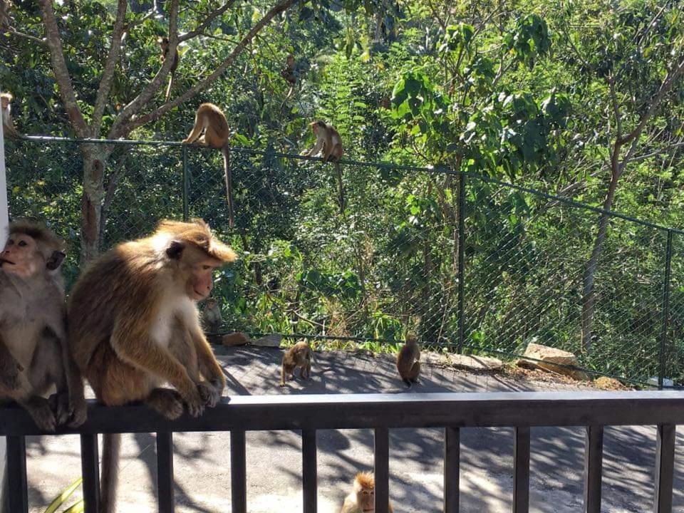 The Grand Hills Bed and Breakfast Kandy Exteriör bild